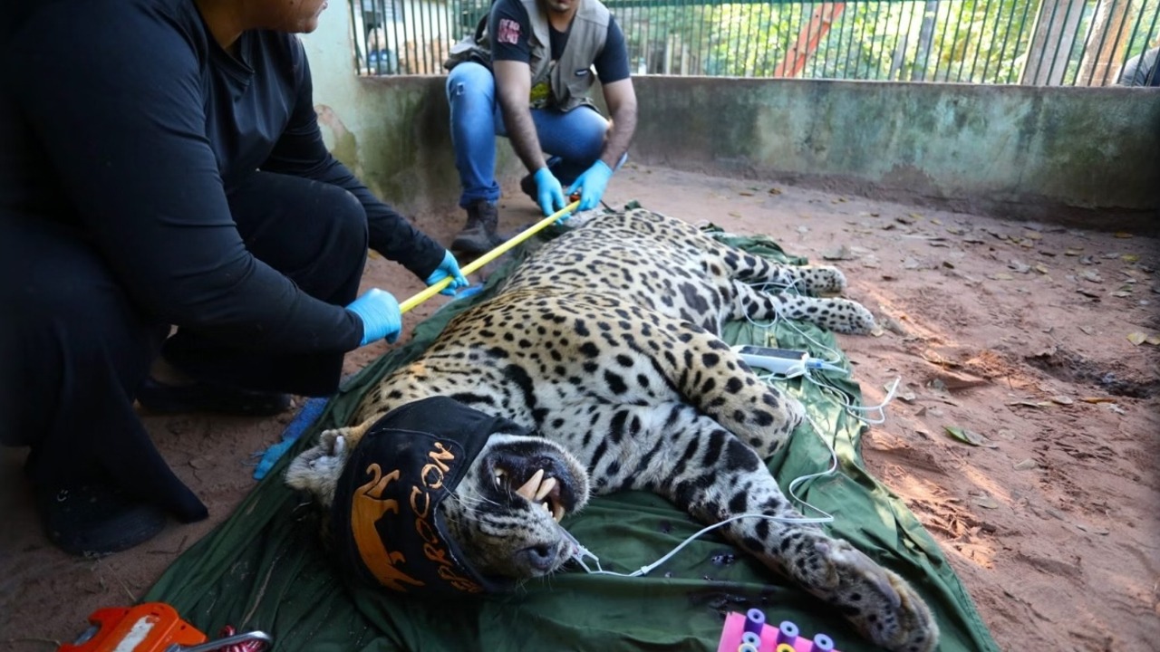 O estado de saúde de animal foi fator determinante para para a tomada de decisão.