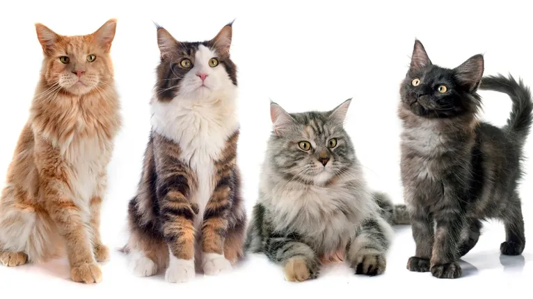 Quanto mais os tutores compreendem esses aspectos, mais preparados estarão para oferecer os cuidados necessários ao longo de toda a vida dos pets.
