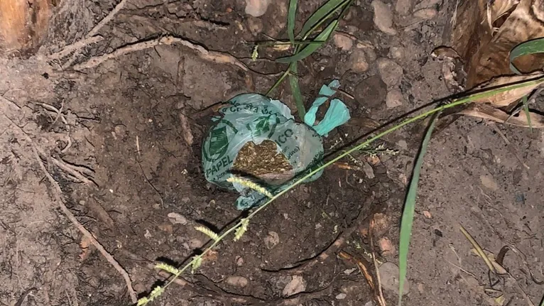 Foram encontradas 115g de substância semelhante à maconha enterradas no quintal da residência.