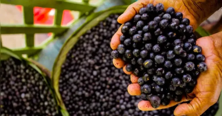 Pesquisa traz açaí e jambu como aliados no tratamento bucal