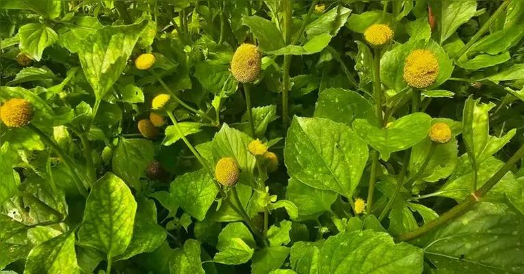 Pesquisa traz açaí e jambu como aliados no tratamento bucal