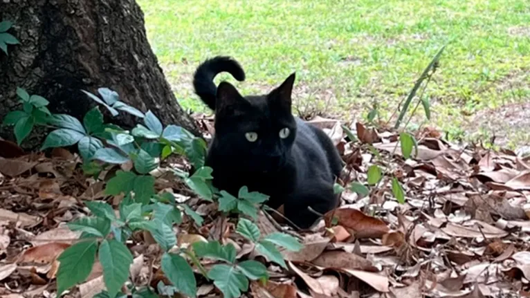 Pepper, um gato de estimação da Flórida, nos Estados Unidos, está colaborando diretamente com a ciência.