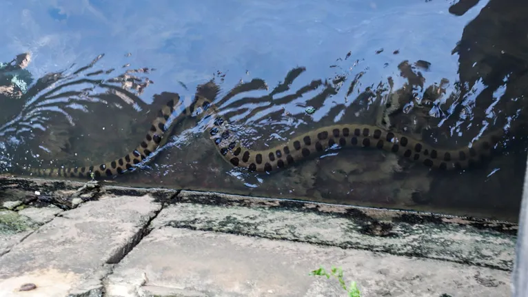 O animal foi visto no canal da Pirajá.