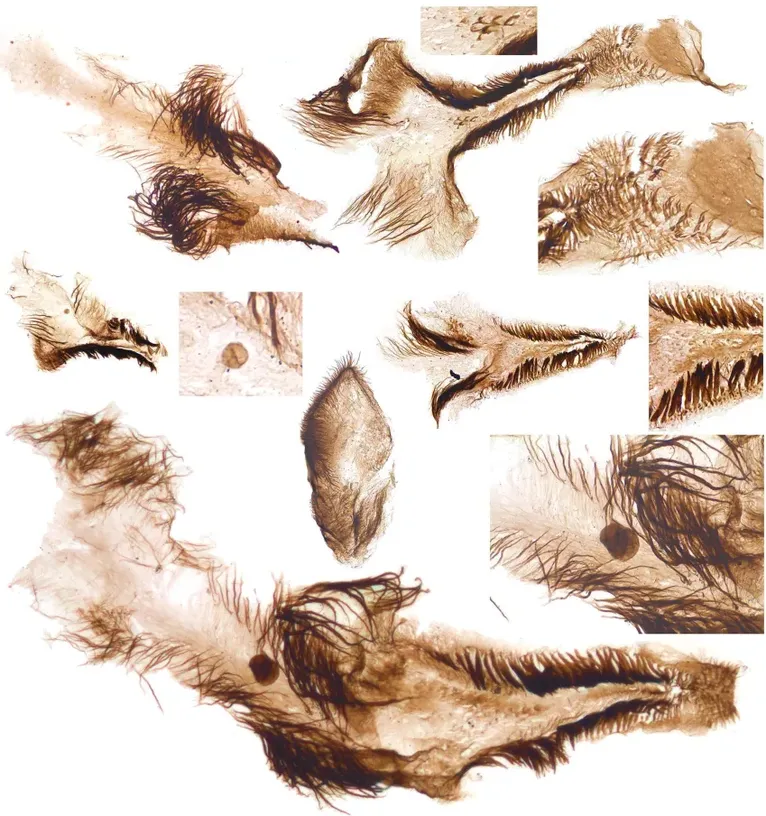 Pesquisadores descobriram partes internas do corpo da fauna cambriana preservadas, como pedaços de esternos de crustáceos