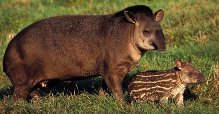 Entre os animais que reapareceram estava uma fêmea e um filhote.