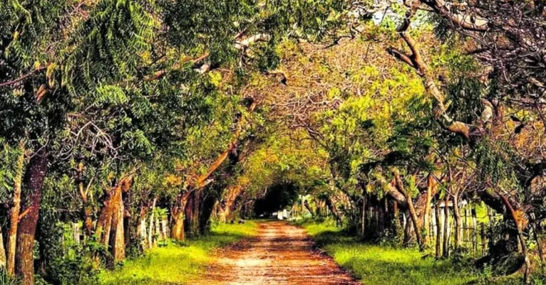 Fazenda Mironga.
