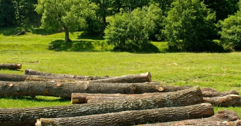 Manejo florestal sustentável preserva a floresta e movimenta a economia no Pará