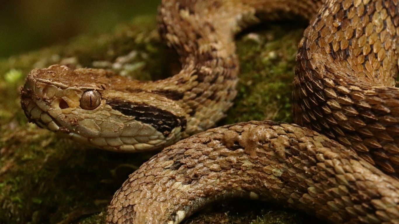 Jararaca.