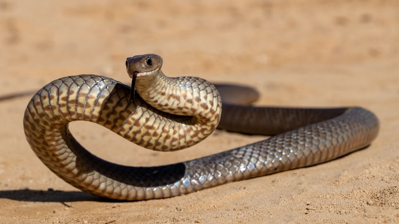 Cobra-marrom.