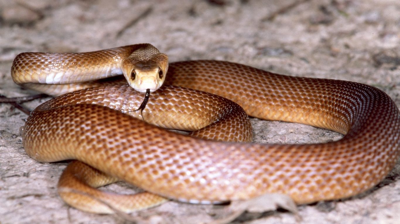 Taipan do interior.