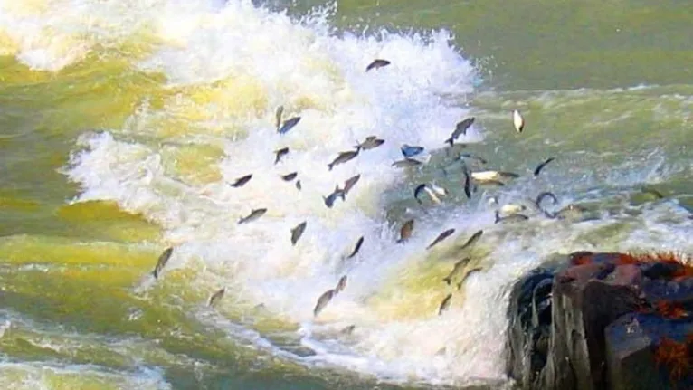 Esse fenômeno natural determina o calendário do defeso, estabelecido pela Lei Federal nº 7.679/88, que proíbe a pesca de espécies nativas durante o período reprodutivo.