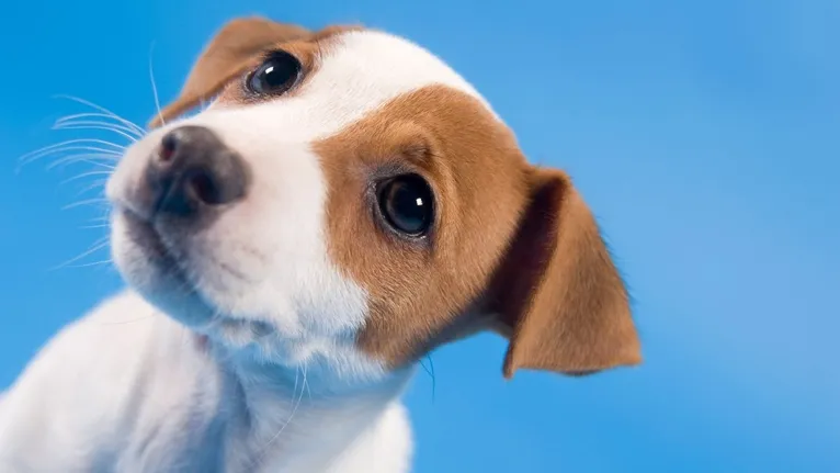 A veterinária também reforça o cuidado com a aliementação dos ca~es, chamando a atenção para os alimentos conseiderados tóxicos para os esses animais.