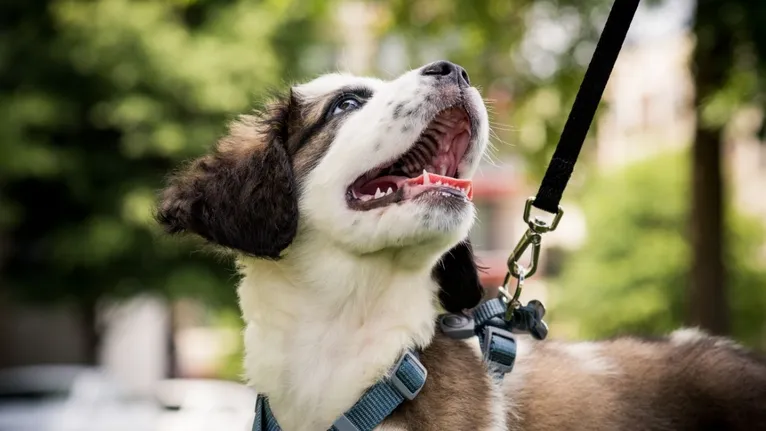 A veterinária ressalta que os cães dependem integralmente dos seus tutores para viverem saudáveis e felizes.