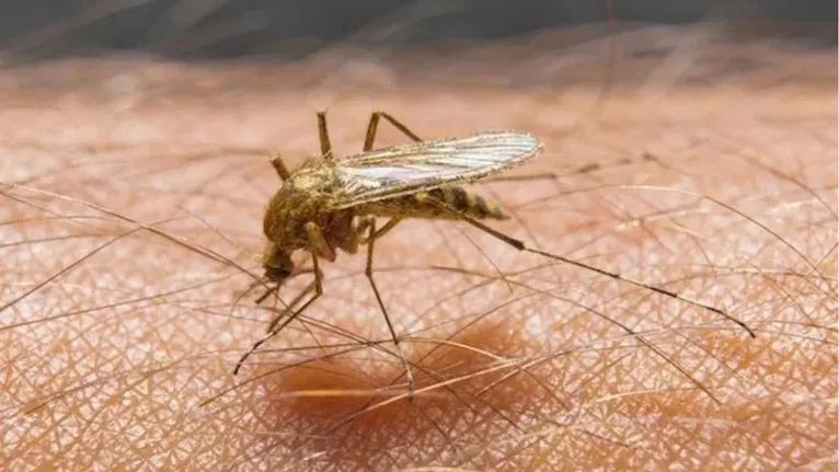 Culex é um gênero de mosquito descrito por Linnaeus em 1758, que engloba mais de 300 espécies e é vulgarmente conhecido por pernilongo