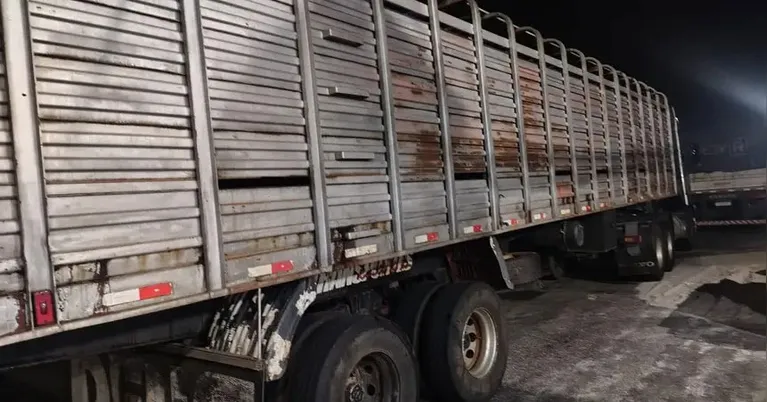 Fiscais da Sefa interceptam caminhão transportando 50 cabeças de gado com documentação irregular.