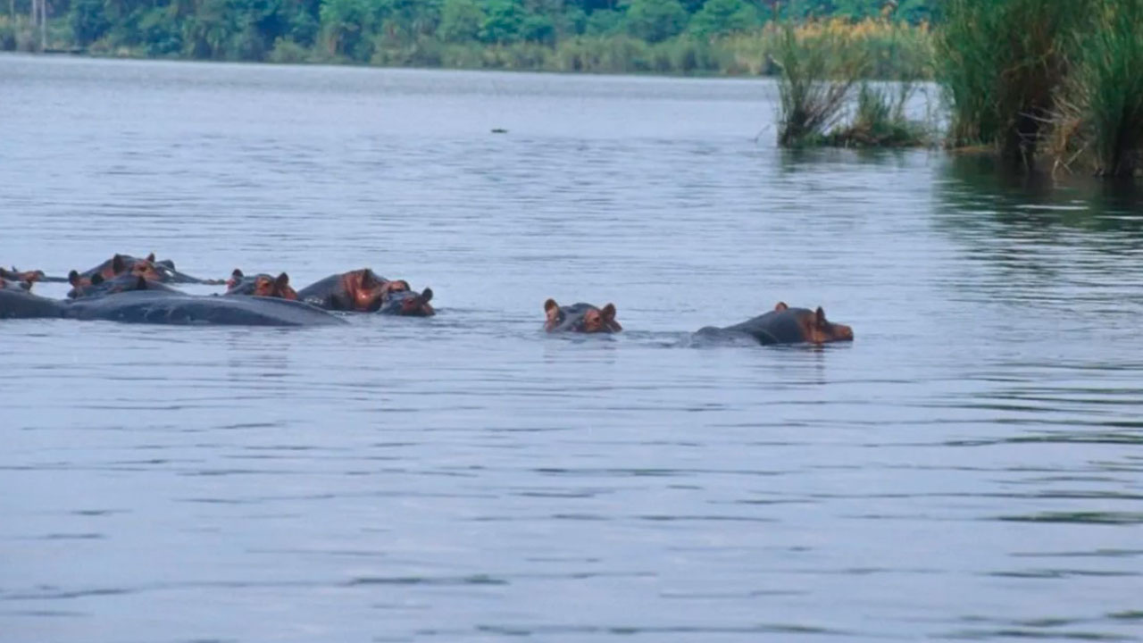 Hipopótamos são uma grande ameaça às embarcações no rio Sassandra