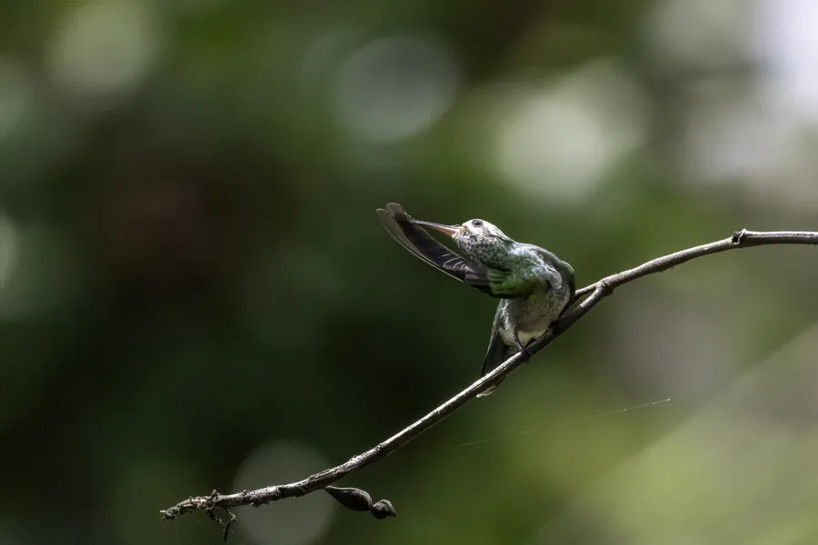 Pássaros em vida livre ensinam a crianças o amor pela natureza