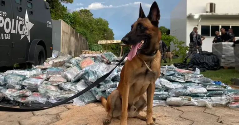 Cães farejadores do 3º Canil Setorial auxiliaram na apreensão de mais de uma tonelada de drogas durante operação integrada da PMPA e PRF, em Marabá.