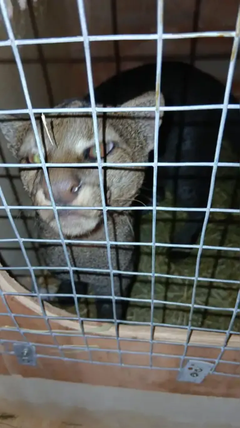 Gato-morisco estava entre os animais encontrados durante a fiscalização; espécie silvestre exige autorização específica para transporte interestadual.