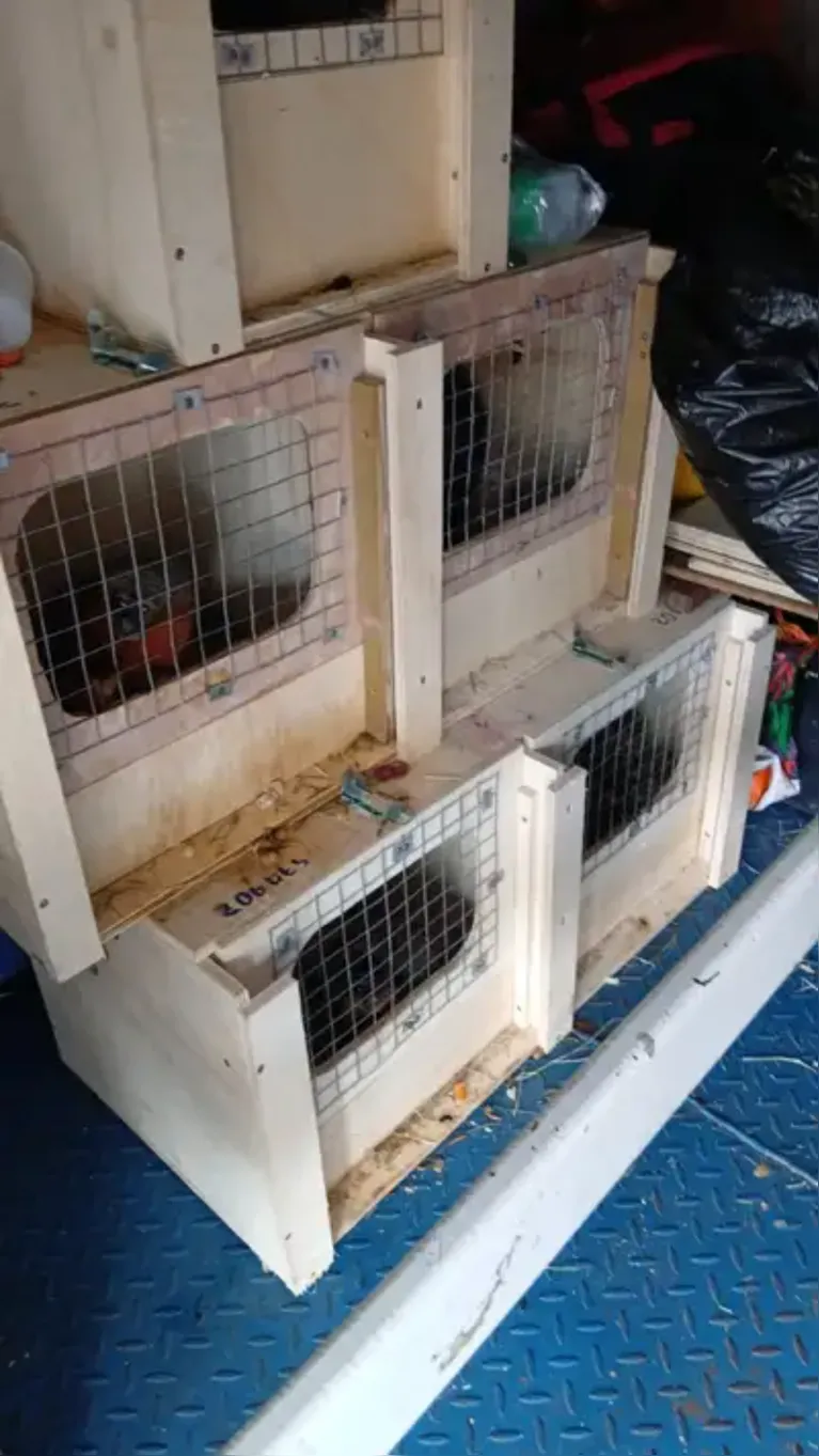 Fiscalização interceptou mais de 140 animais silvestres, entre eles primatas, quelônios, serpentes, filhotes de jacaré e um gato-morisco transportados de forma irregular.