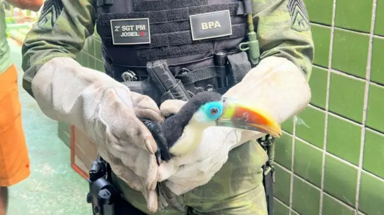 Governo do Pará orienta população a evitar contato com animais silvestres e acionar o 190 para resgate seguro pelas equipes especializadas.