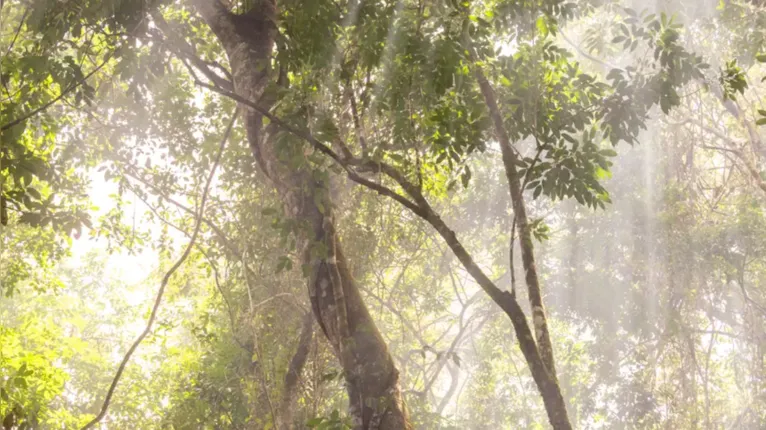 Unidades de conservação se consolidam como pilares da proteção ambiental, da biodiversidade e do desenvolvimento sustentável no Pará.