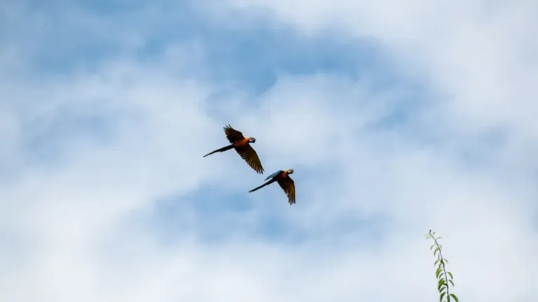 Ações previstas pela nova lei buscam ampliar a conscientização da população sobre a importância das unidades de conservação e da preservação da biodiversidade no Pará.