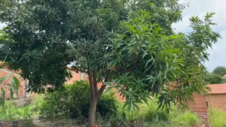 O adolescente pegava mangas quando foi eletrocutado por uma fiação desencapada