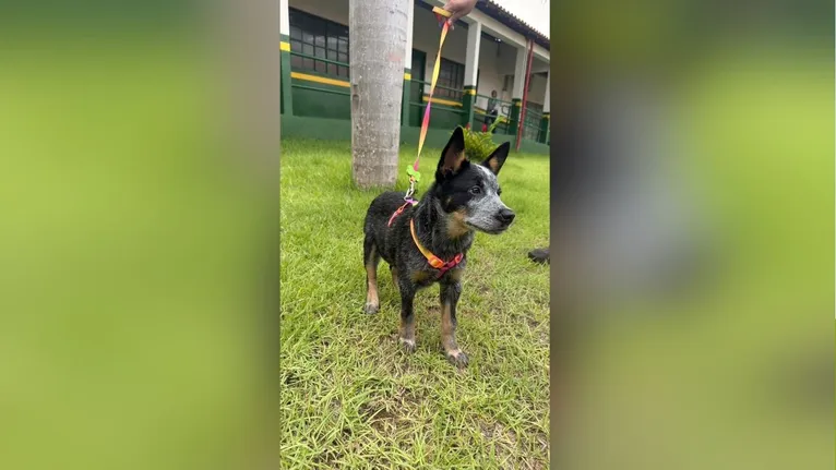 Cão Bob, que após cuidados e um novo lar, passou a ser chamado de Teo.