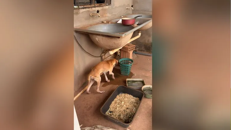 Em uma ação recente no último sábado, a Semma e a Polícia Civil resgataram dois animais com leishmaniose.