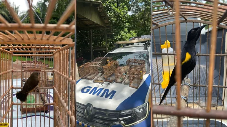 De acordo com os agentes de fiscalização, a prática de "passarinheiros" tem se tornado comum nos limites de áreas de proteção ambiental.