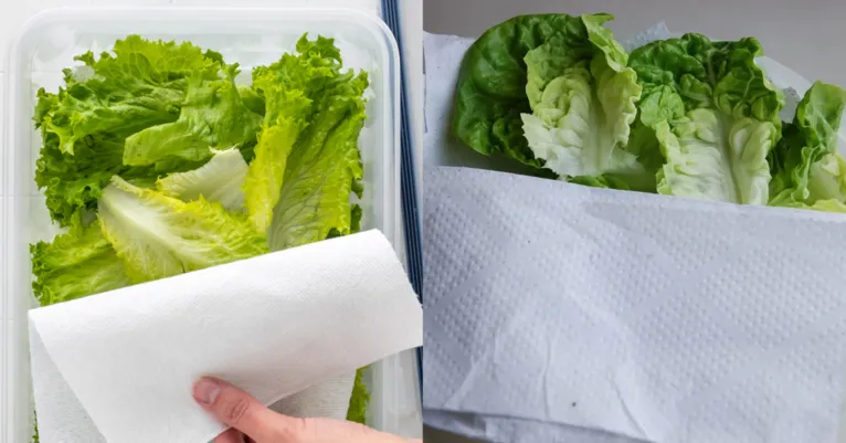 Confira como conservar alface na geladeira por até 15 dias