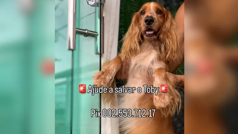 Tutores disponibilizam PIX para ajudar no tratamento