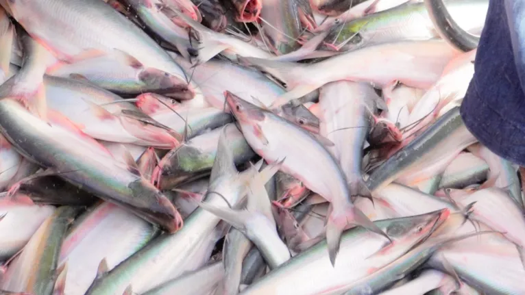 O mapará movimenta a economia de Cametá, gerando emprego, renda e sustentando famílias ribeirinhas durante toda a temporada de pesca.