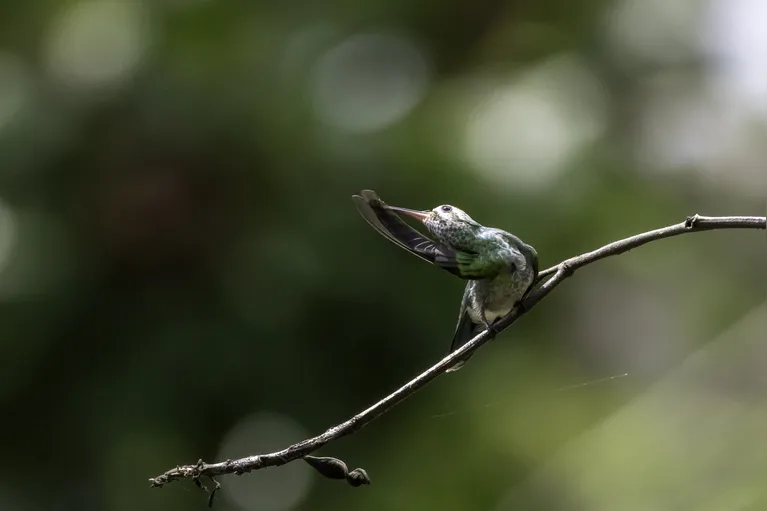 Pássaros em vida livre ensinam a crianças o amor pela natureza