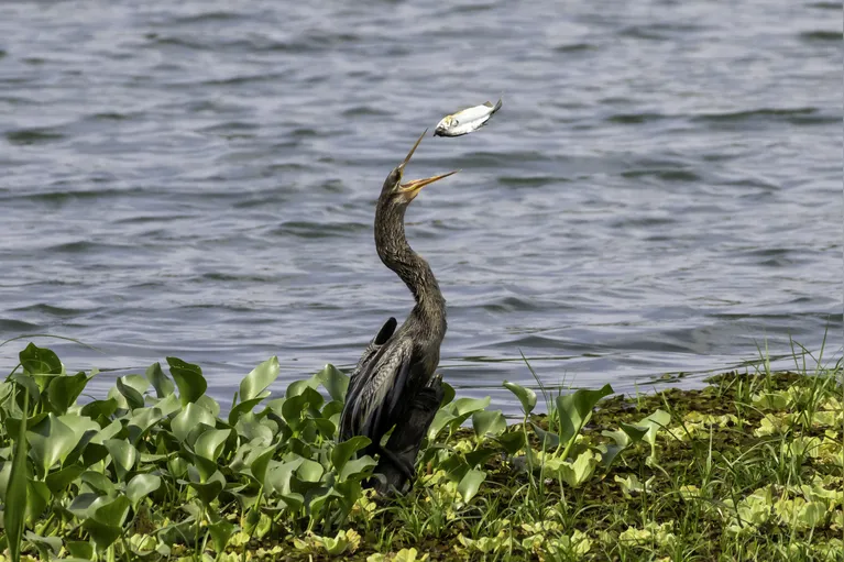 Pássaros em vida livre ensinam a crianças o amor pela natureza