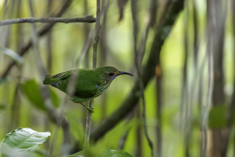 Pássaros em vida livre ensinam a crianças o amor pela natureza