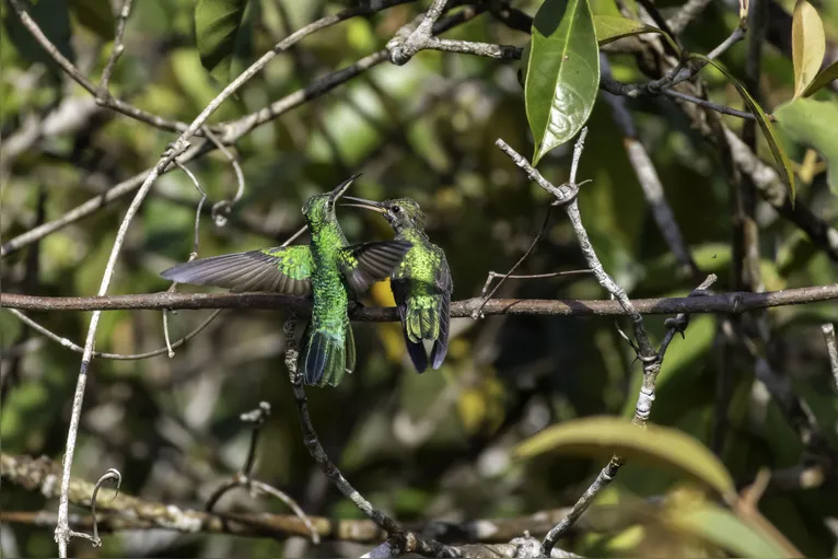 Pássaros em vida livre ensinam a crianças o amor pela natureza
