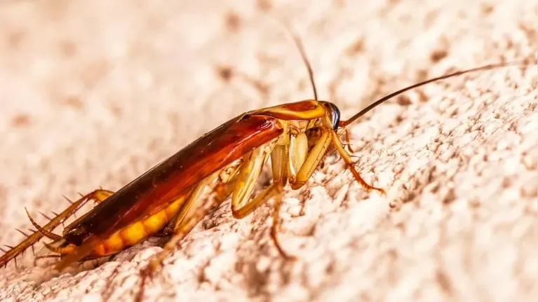 O biólogo Matheus Viola alerta que o controle de umidade é mais eficaz para eliminar colônias do que apenas o uso de produtos químicos.