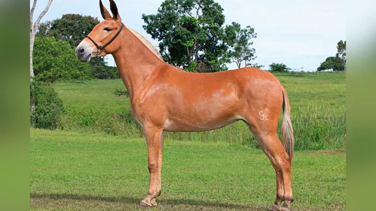 Exemplares da raça Pêga no Rancho do Timbó: investimento em genética coloca Redenção no mapa das grandes exposições nacionais.