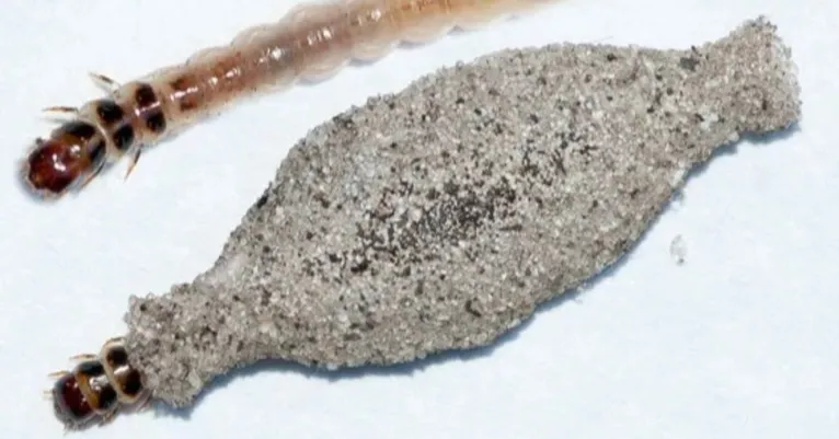 Manter a residência limpa, seca e ventilada é fundamental para bloquear a chegada desses insetos.