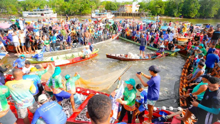 Pescadores cercam os primeiros maparás com suas canoas e redes, dando início à temporada e mantendo viva a tradição ribeirinha em Cametá.