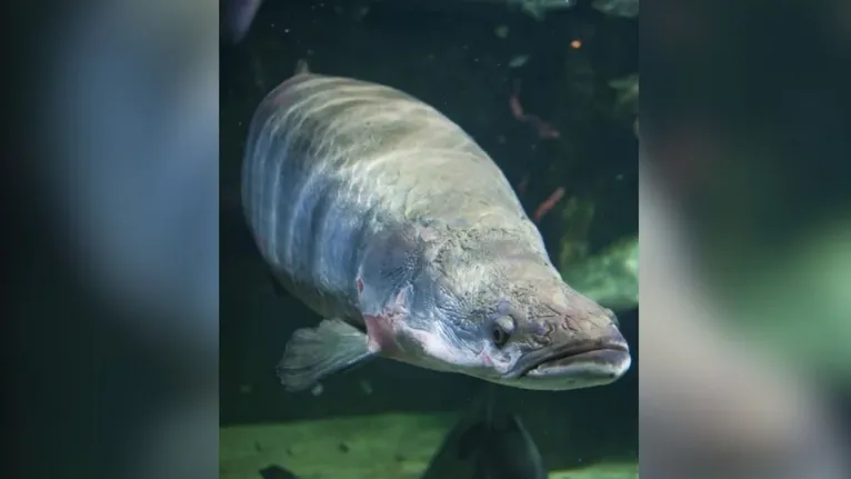 No Lago Paranoá, a introdução irregular da espécie ameaça o equilíbrio da fauna aquática local.