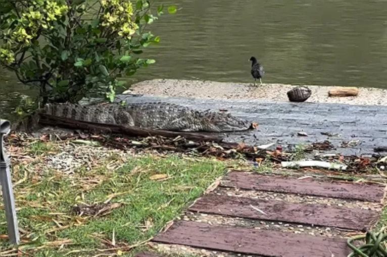 Cantor encontra jacaré no quintal de casa e vive momentos de terror