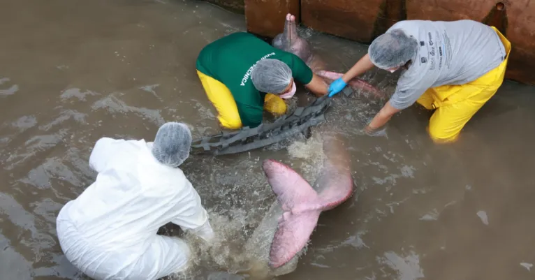 O boto foi encontrado dentro um canal, em Belém