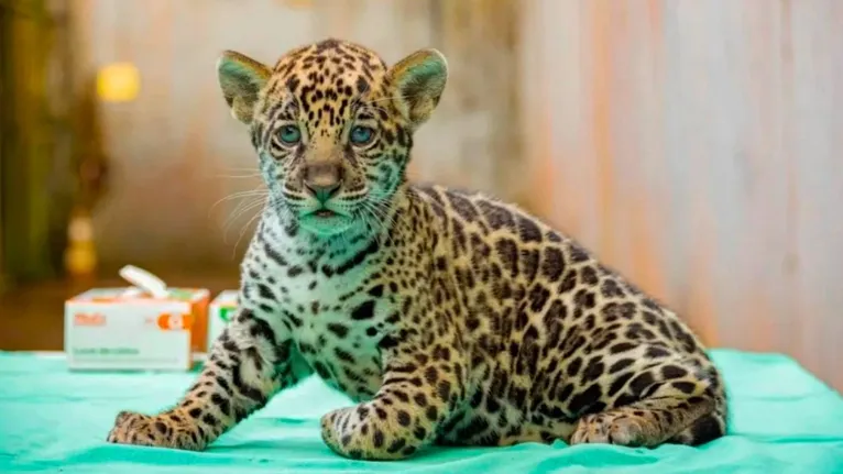 Este é o sétimo nascimento registrado pelo BioParque nos últimos 12 anos