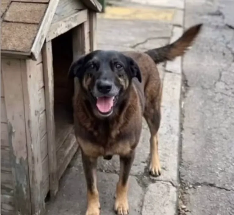 Cão comunitário Orelha, de cerca de 10 anos, era um dos mascotes da Praia Brava, em Florianópolis, e vivia sob os cuidados espontâneos da comunidade.