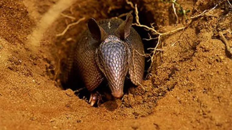 A Polícia Militar reforça que a caça de animais silvestres é crime ambiental, sujeito a penalidades como multa e detenção