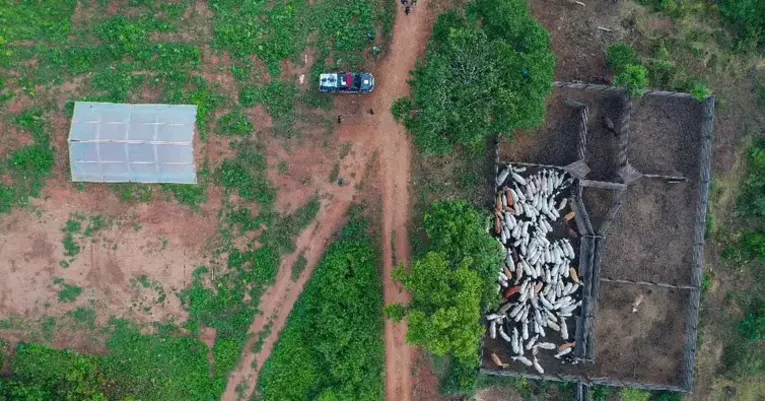 Curral improvisado na Terra Indígena Apyterewa, em São Félix do Xingu (PA), para onde cerca de 350 cabeças de gado estavam sendo levadas durante operação de desintrusão determinada pelo STF.