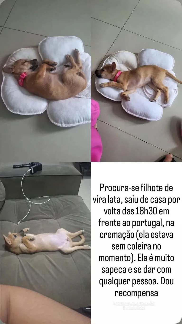 Família pede ajuda para encontrar cadela desaparecida na Cremação